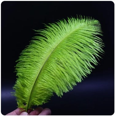 Feather Ostrich Olive Green (Insect Green)