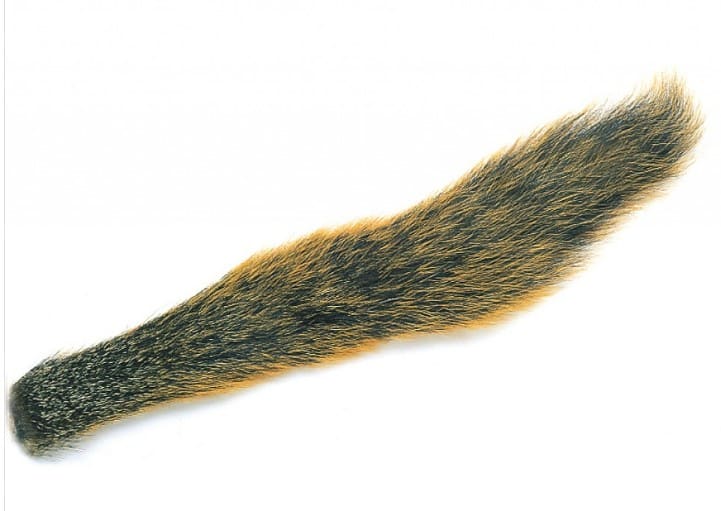 Fox Squirrel Natural