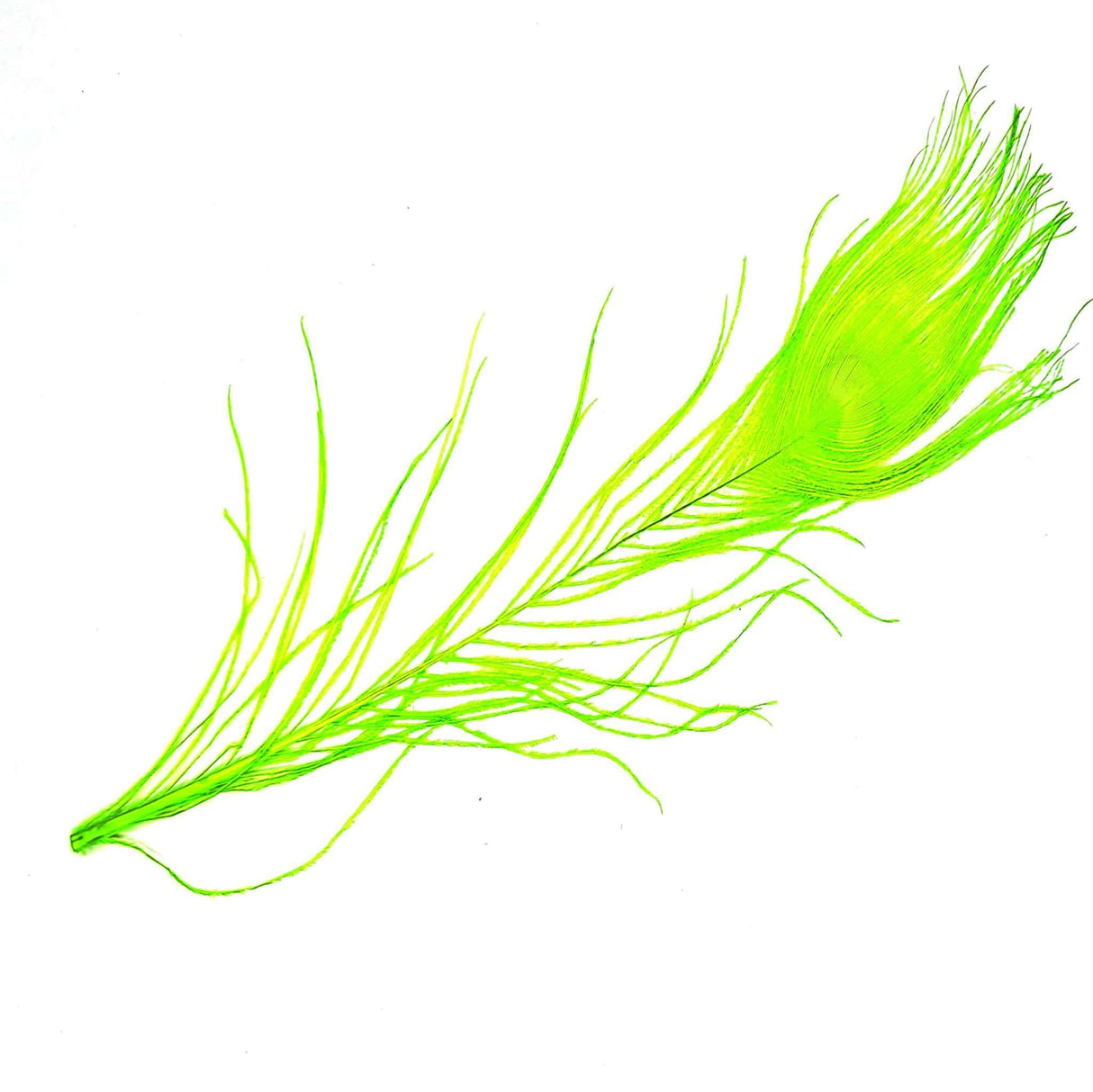 Peacock Eye Chartreuse sq