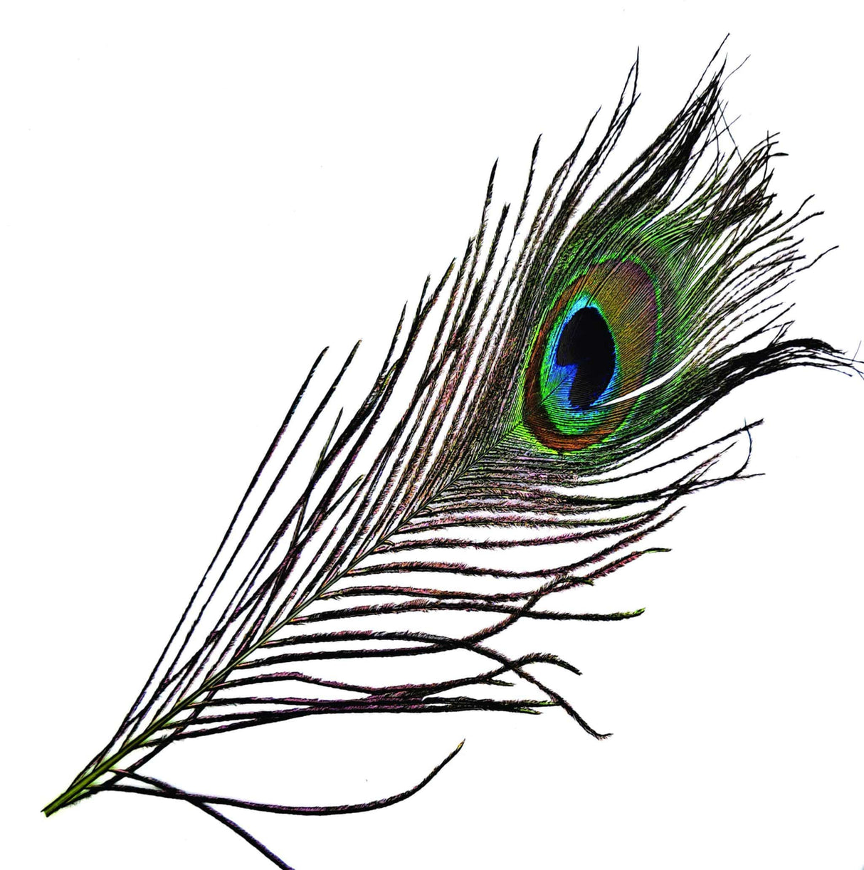 Peacock Eye Natural Chartreuse Calamus sq