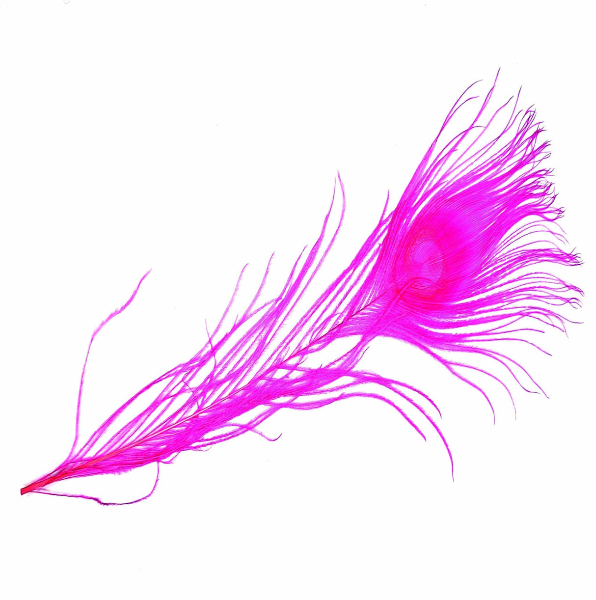 Peacock Eye Pink sq