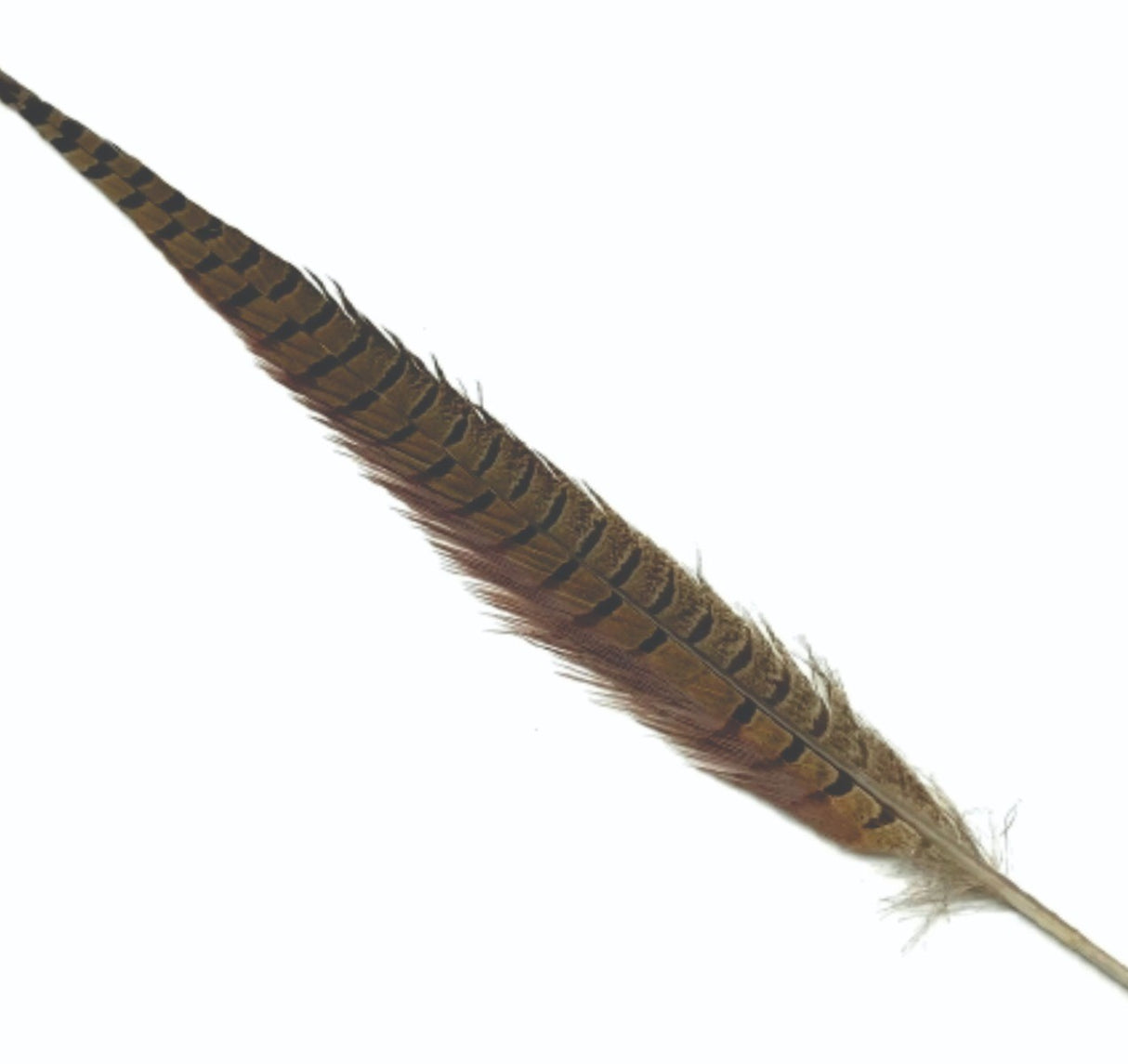 cock_pheasant_tail_natural.jpg