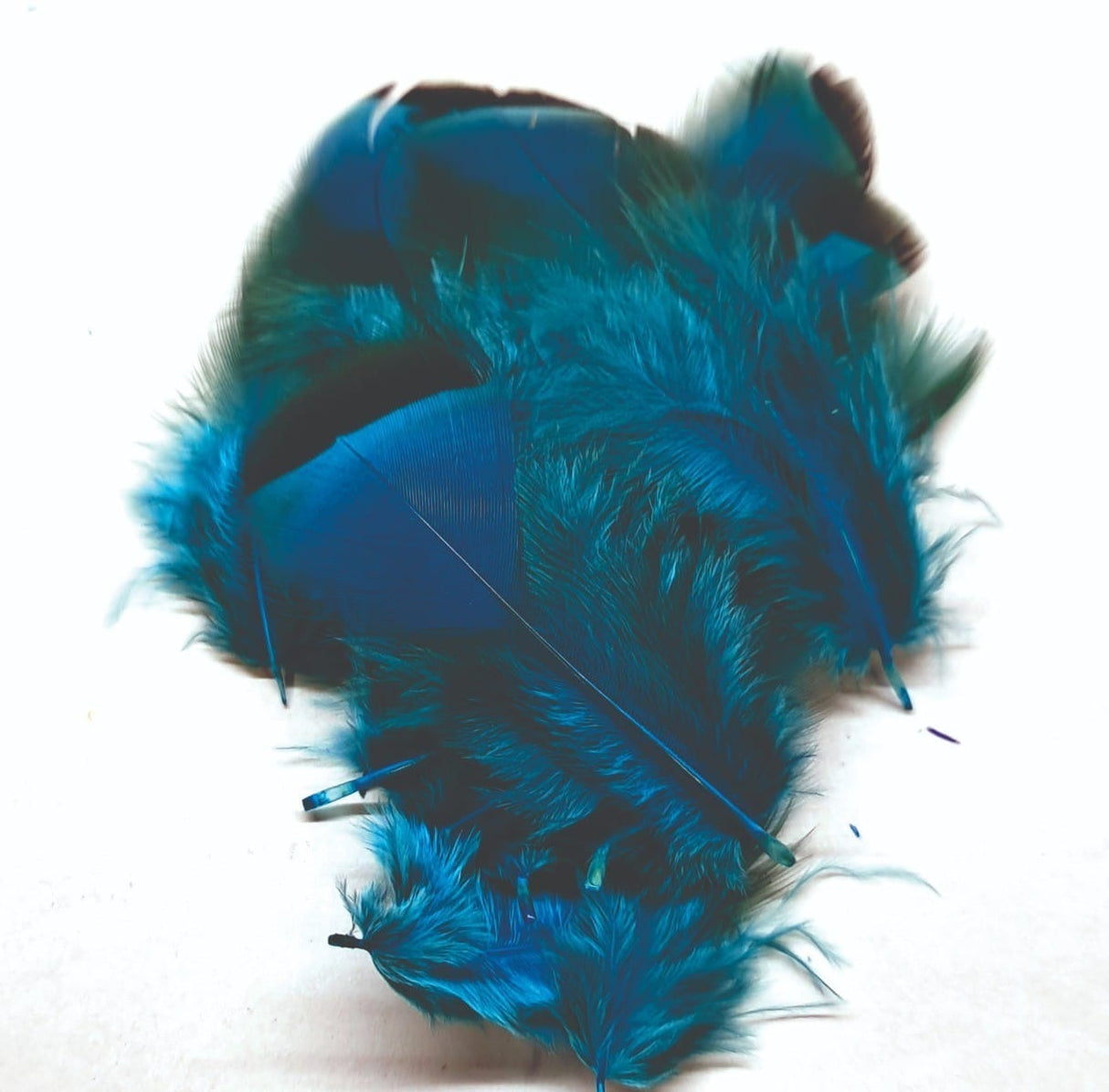 ft-fea-veni-frpar-bluee.jpg