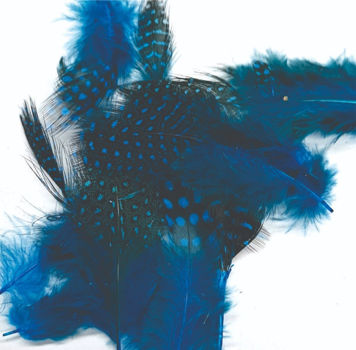 ft-fea-veni-guifo-bluee.jpg