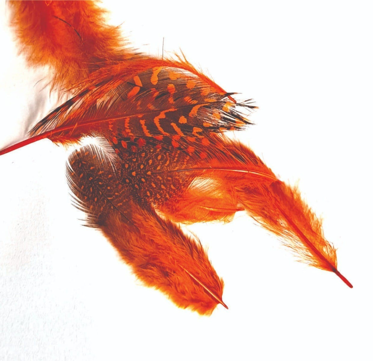 ft-fea-veni-guifo-orang.jpg