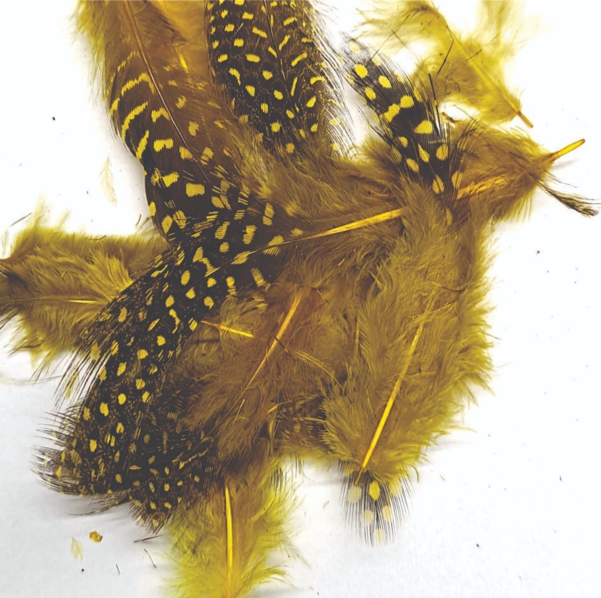 ft-fea-veni-guifo-yello.jpg