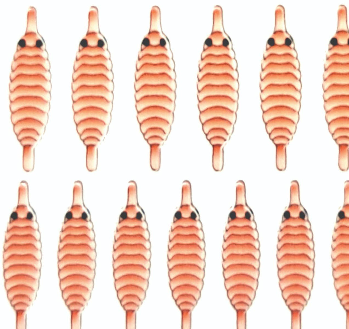 gammarus_back_salmon.jpg