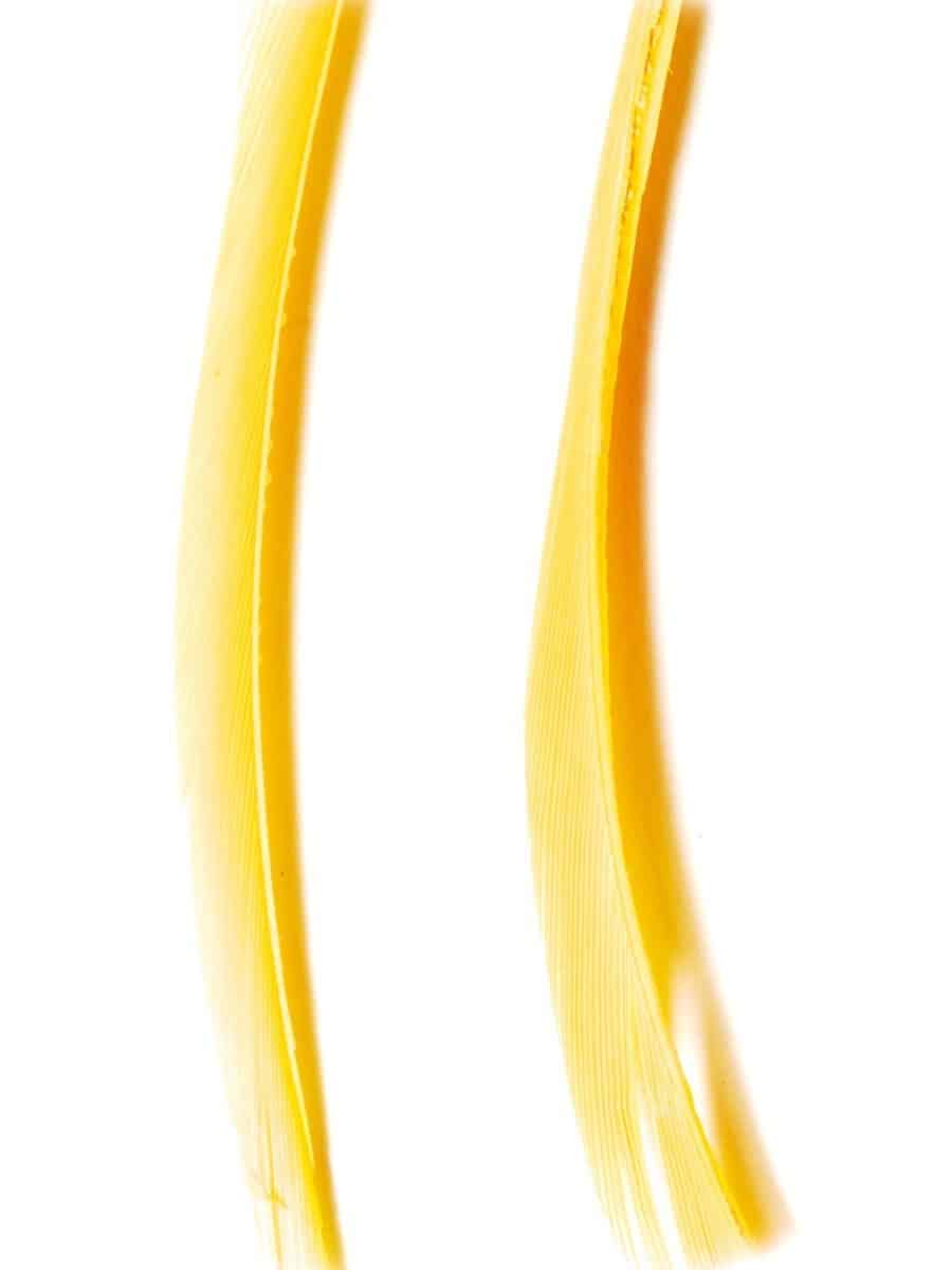 goose_biots-sunburst_yellow.jpg