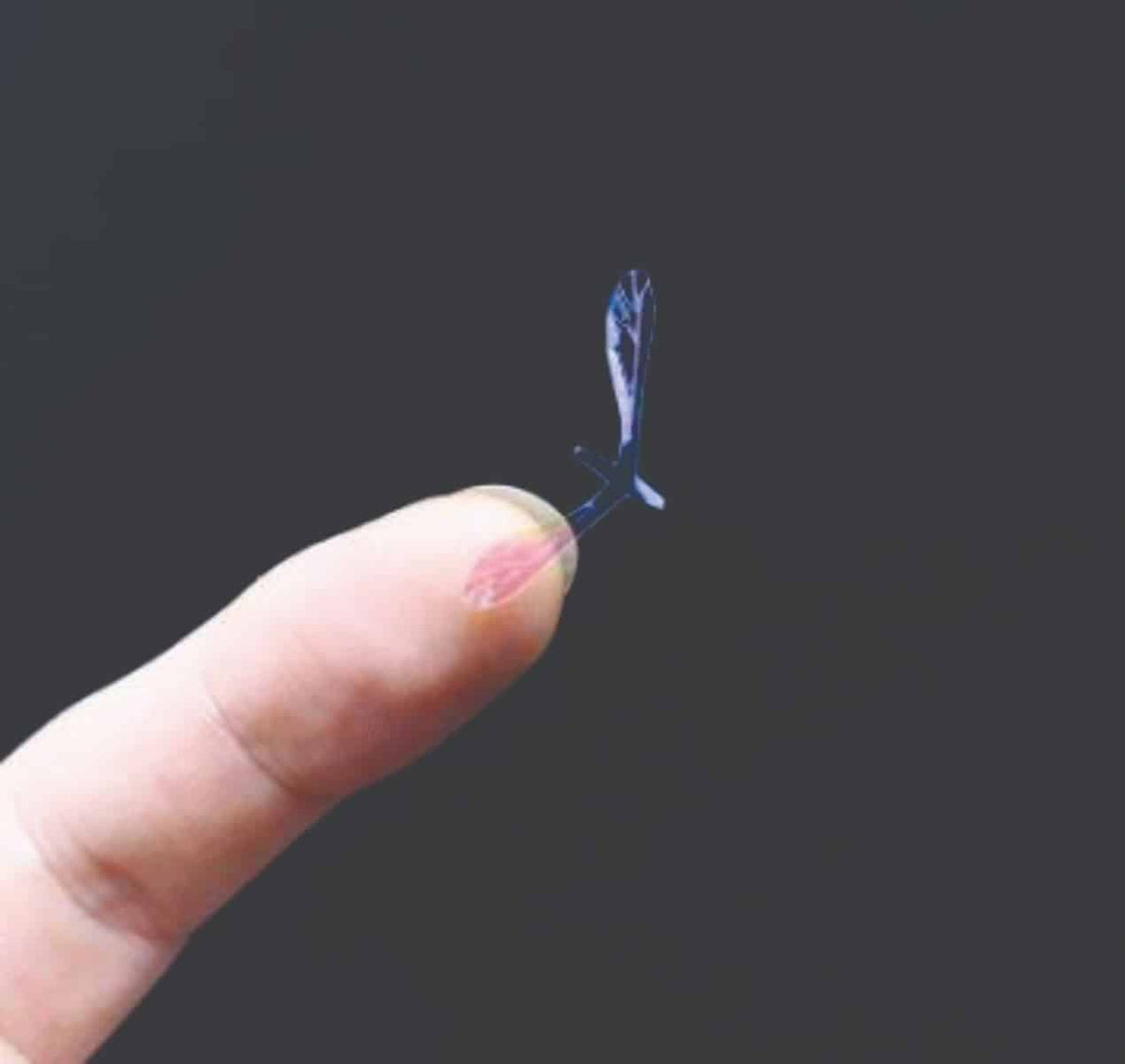 mosquito_wings_4.jpg