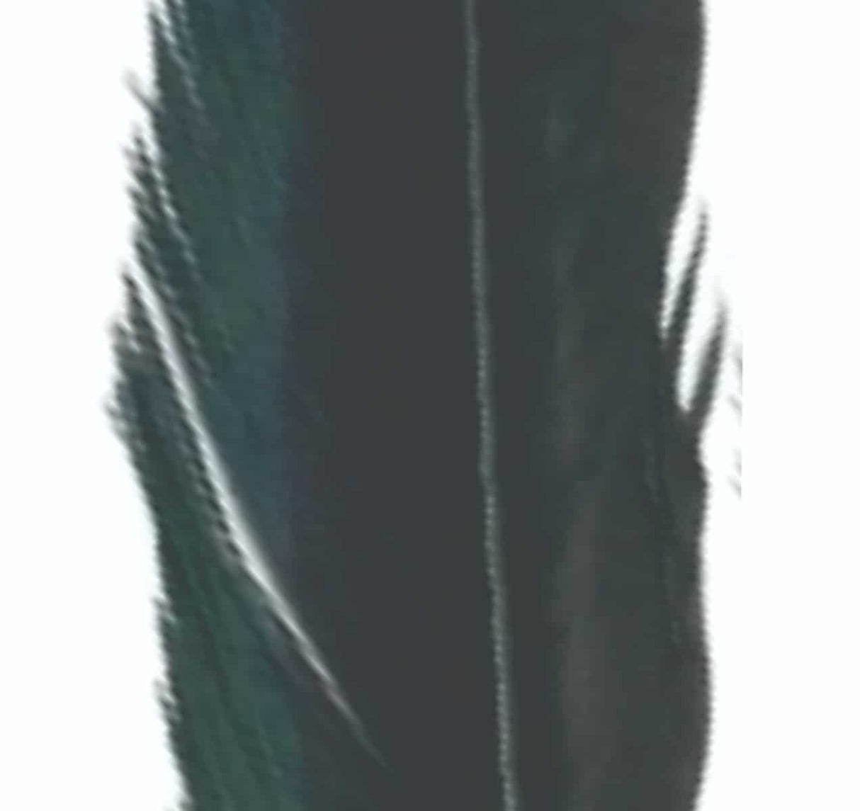 pheasant_tail_black_1.jpg
