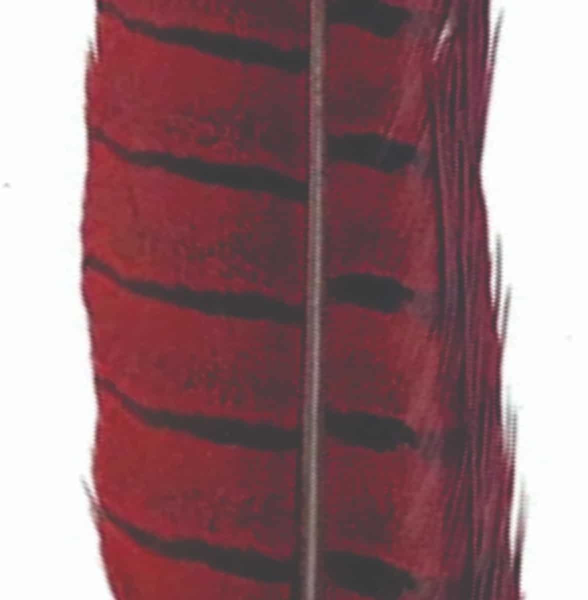pheasant_tail_red_1.jpg