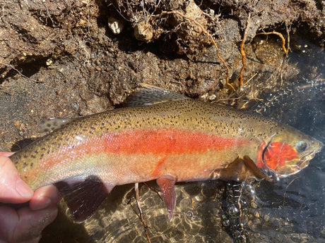 Turangi Fishing Report 30 September 2022