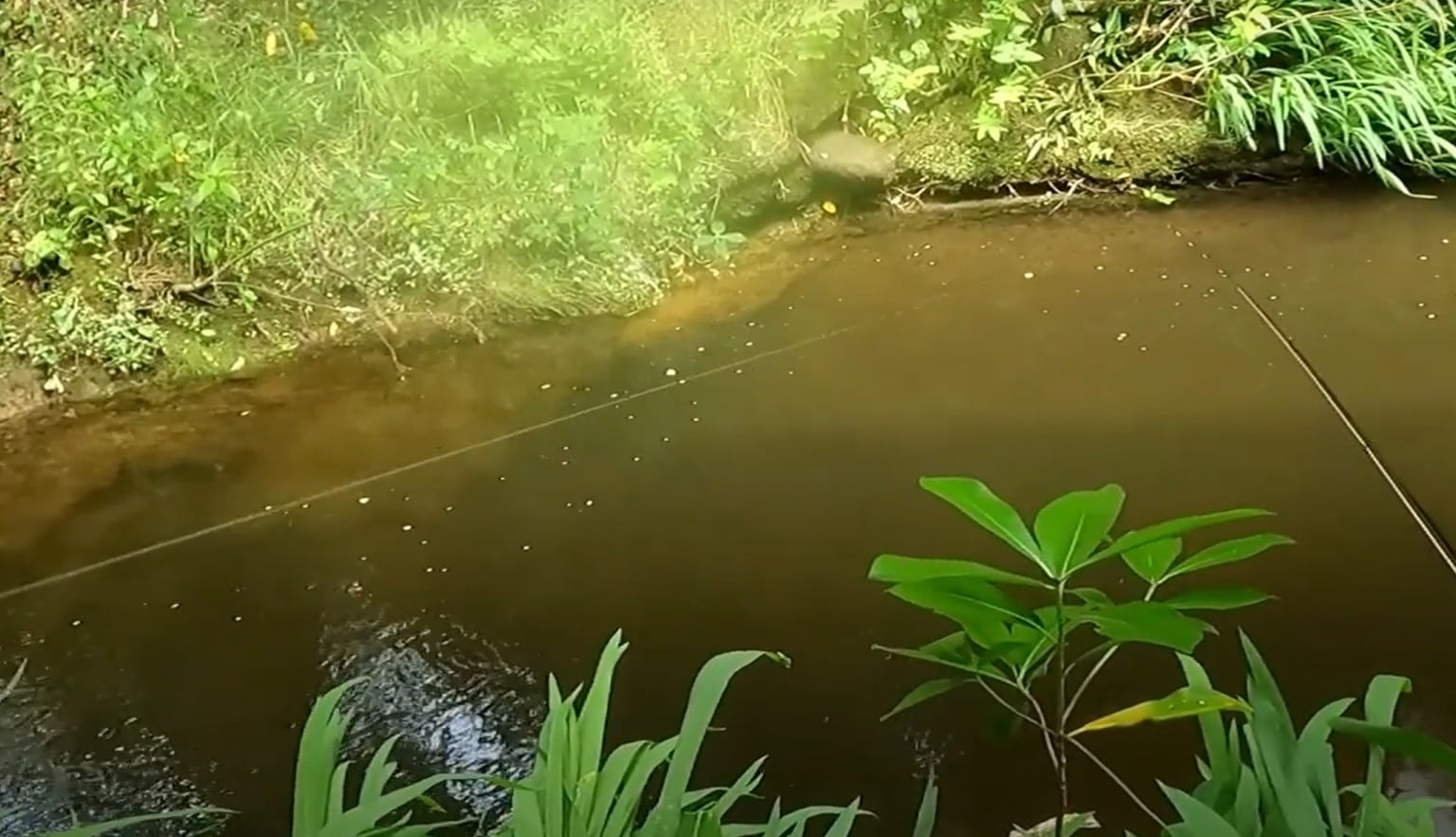 Bow and Arrow Cast Dry Fly - Ambassador Aaron West.