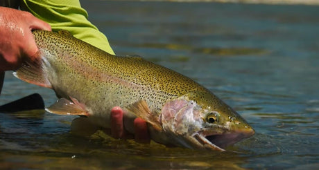 Locating Summer Trout: Targeting Trout in Gravel & Rock Shelves in BRIGHT Summer Conditions