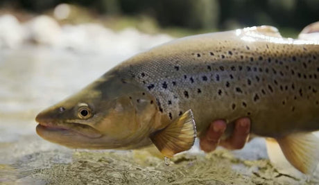 The Introduction: New Zealand's Brown Trout Story.