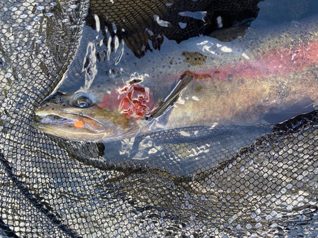Turangi Fishing Report 31 October 2024