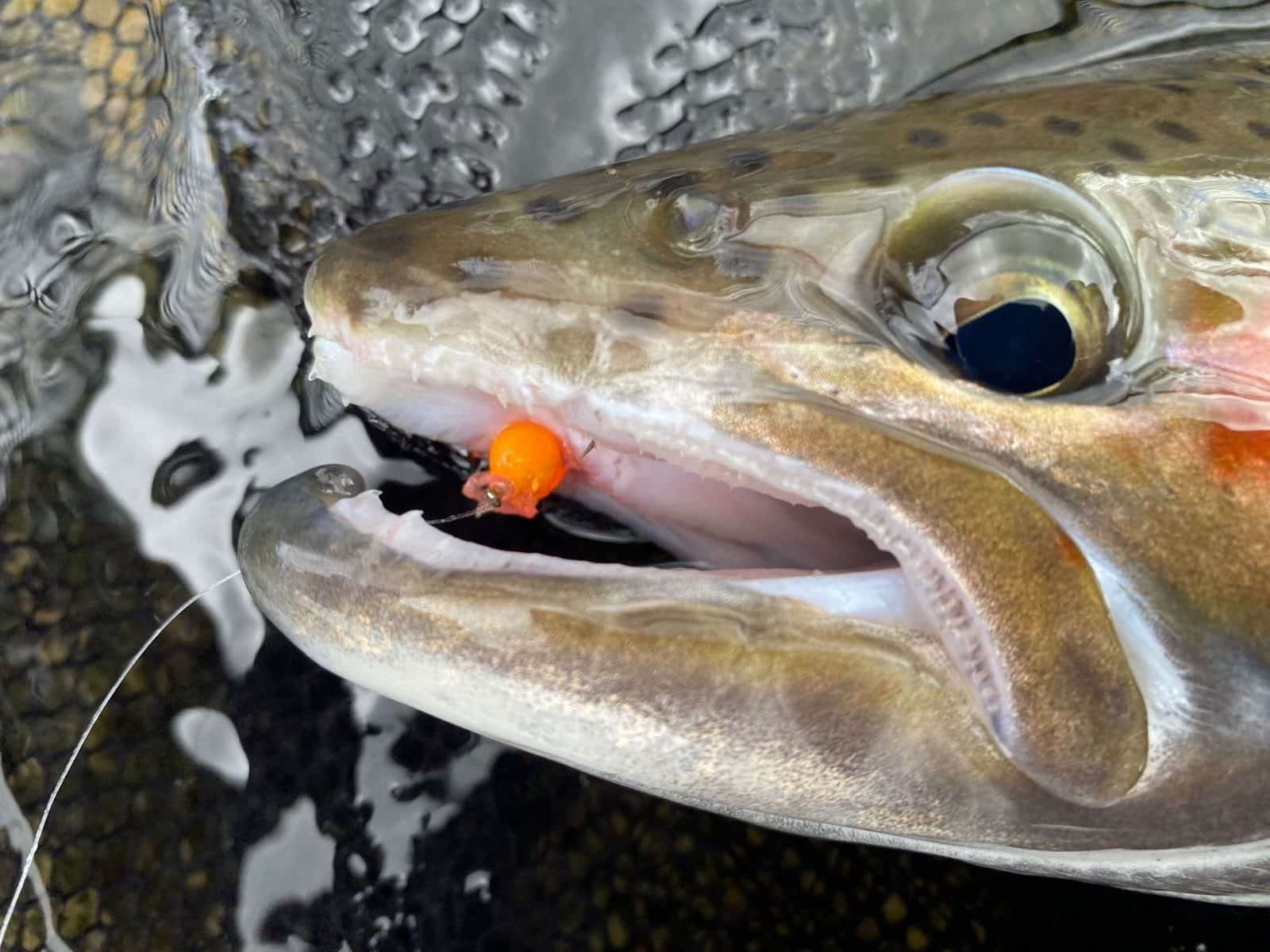 Turangi Fishing Report 22 August 2025