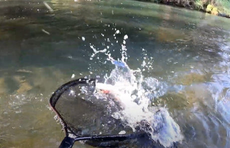 Aaron shows 'Traper' #1 Euro Rod At Work