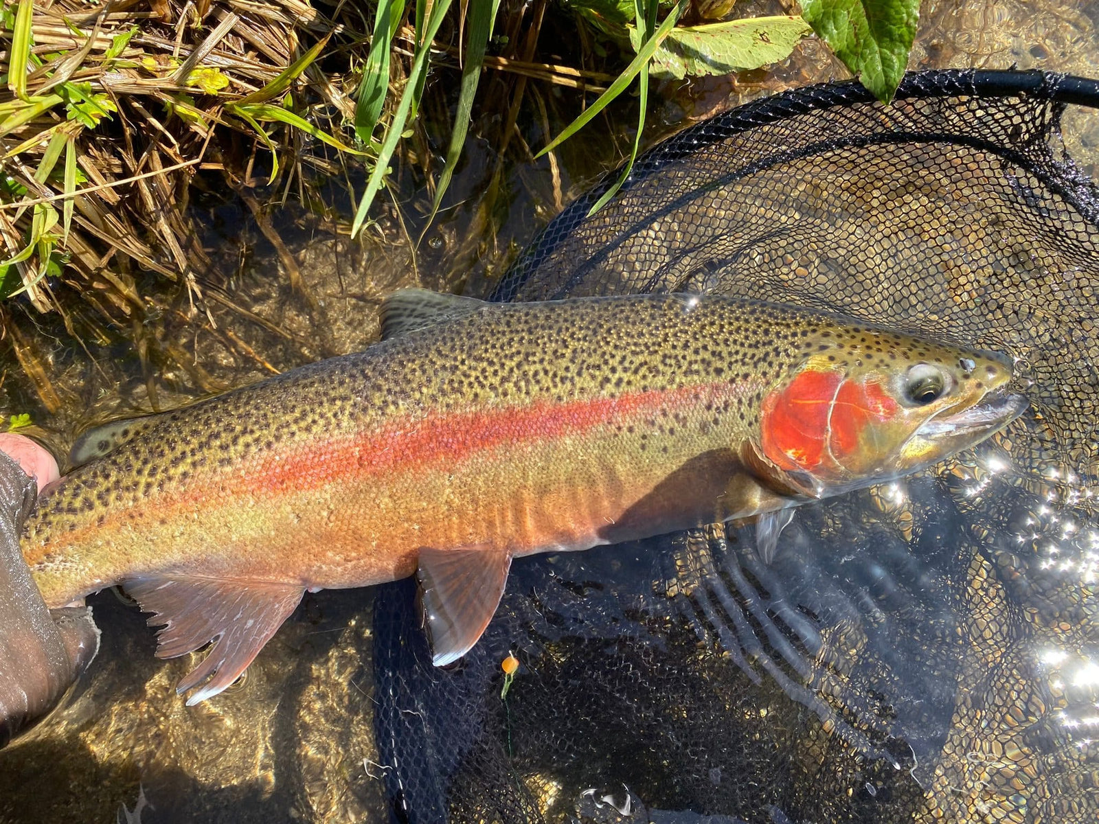 Turangi Fishing Report 14 November 2025