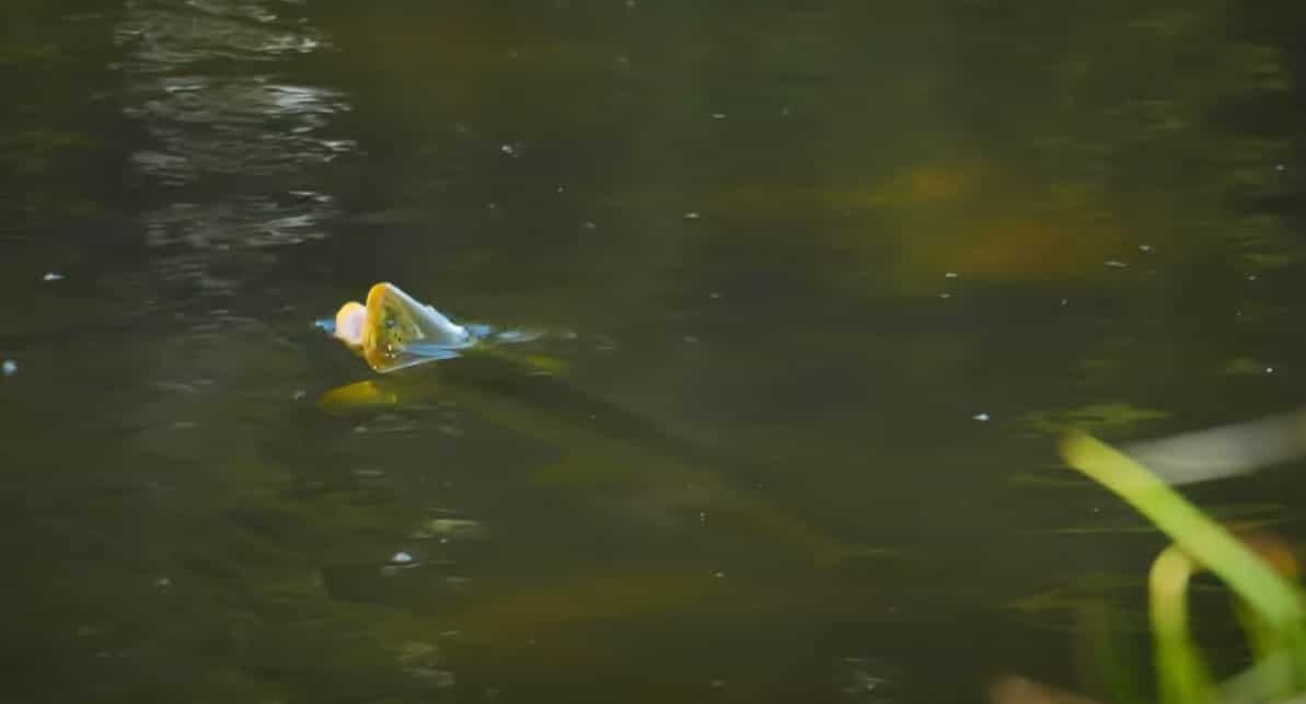 ULTRA-LOW, CLEAR Water Brown Trout Fly Fishing - Tough Condition Tactics and Shy Brown Trout