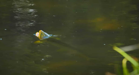 ULTRA-LOW, CLEAR Water Brown Trout Fly Fishing - Tough Condition Tactics and Shy Brown Trout