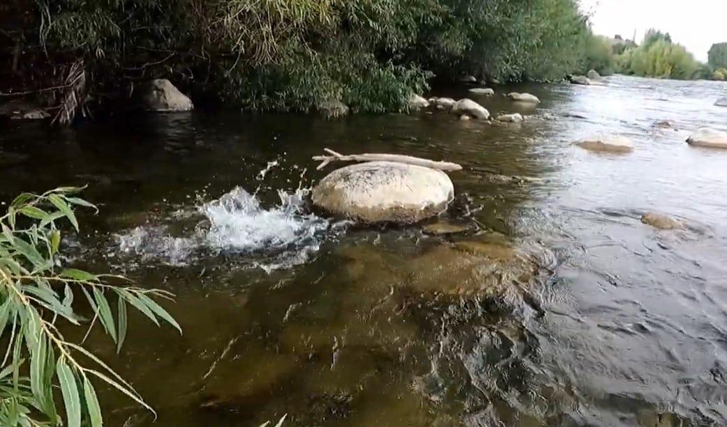 'Sight Fished Brownie'