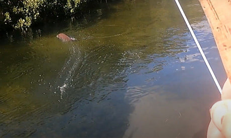 Aaron West - A Nice 10LB Snapper