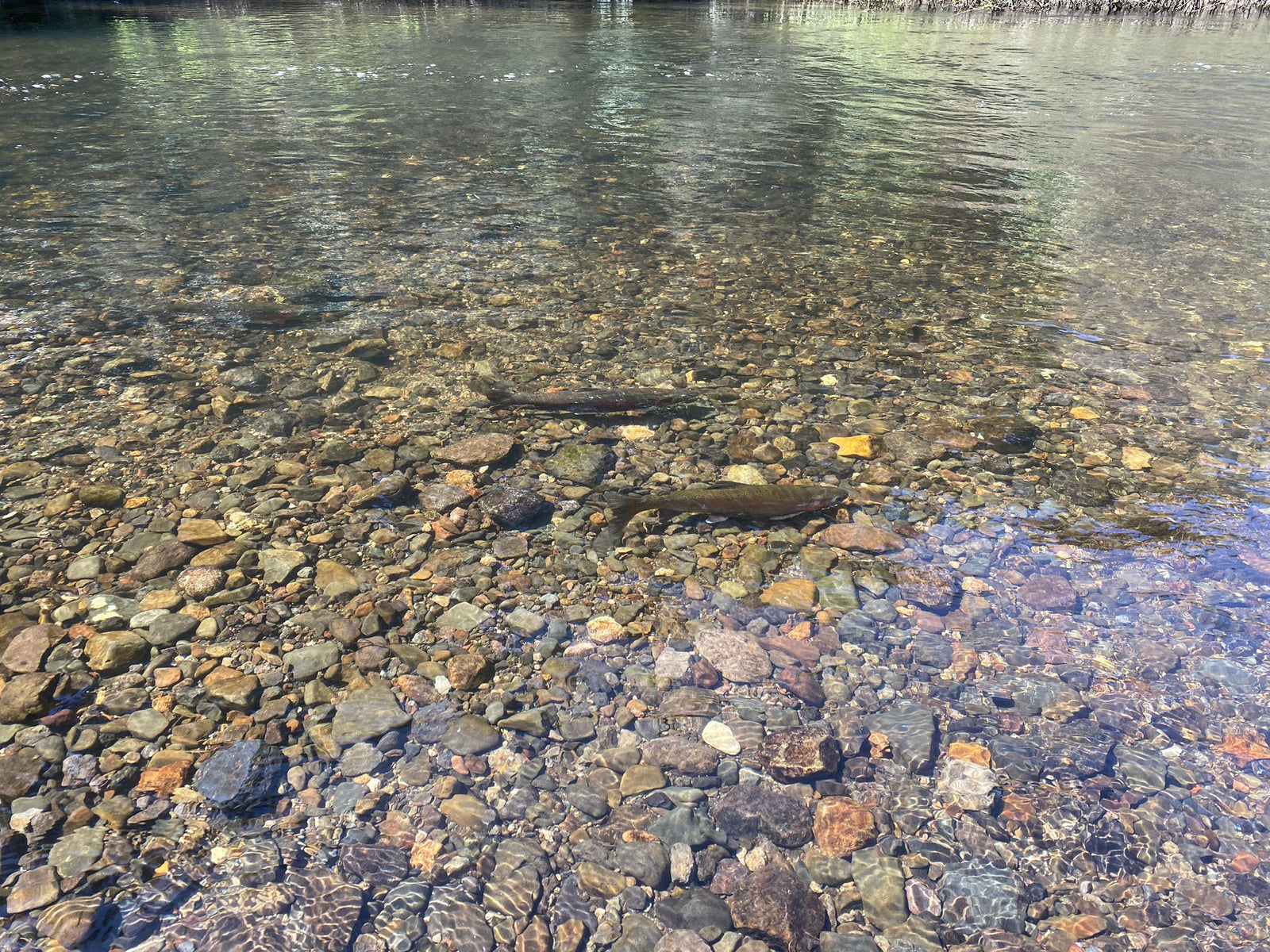 Turangi Fishing Report 12 October 2023