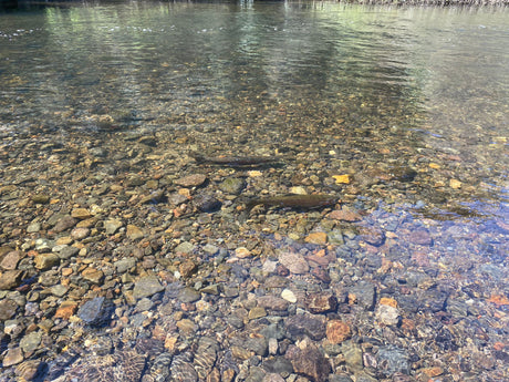 Turangi Fishing Report 12 October 2023