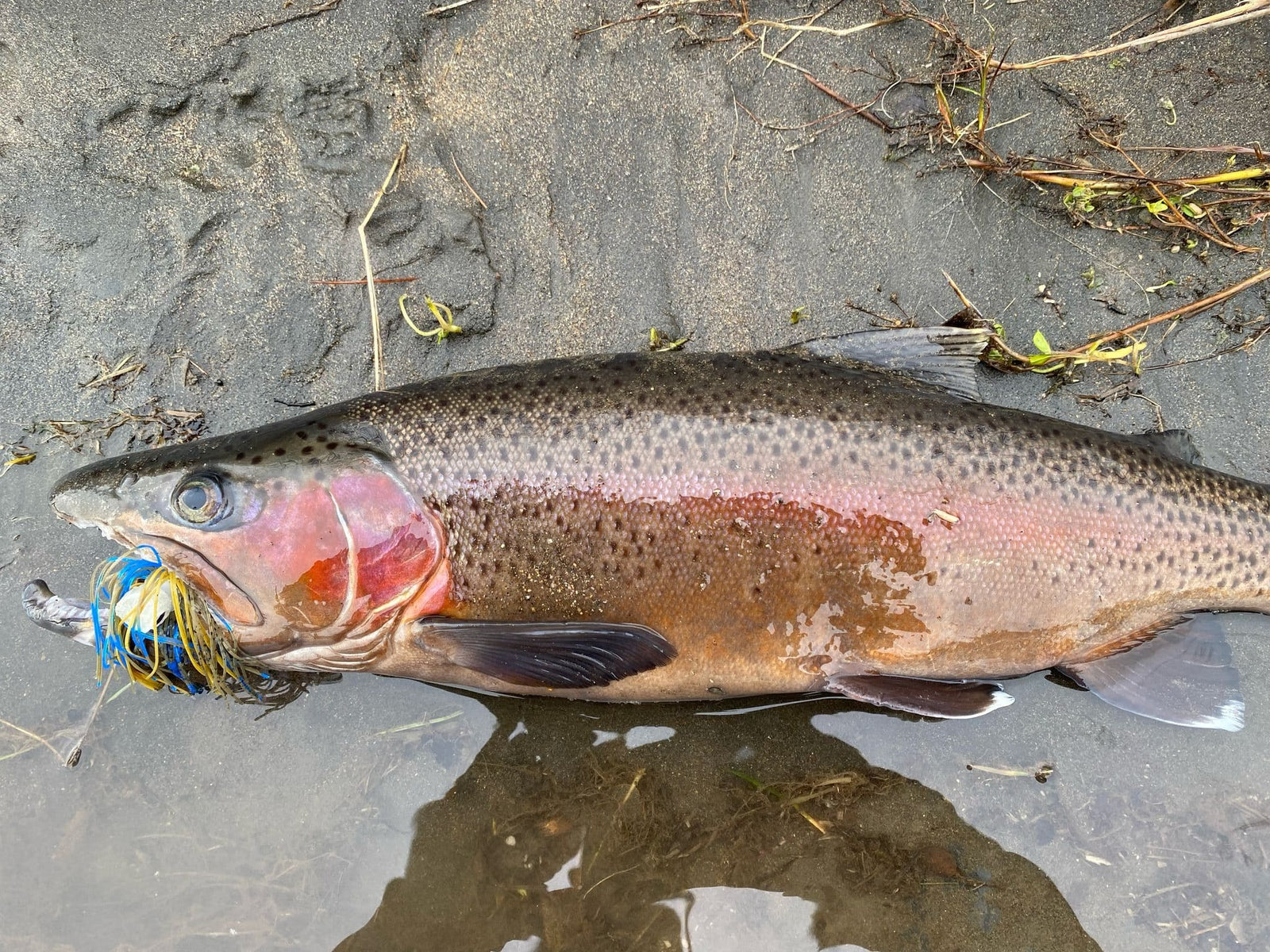 Turangi Fishing Report 10 June 2025