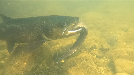 Trout Eating An Eel