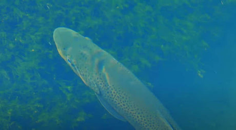 Spring Creek Fly Fishing for Brown Trout - 2 Spring Creeks on 1 Incredible Afternoon Fly Fishing