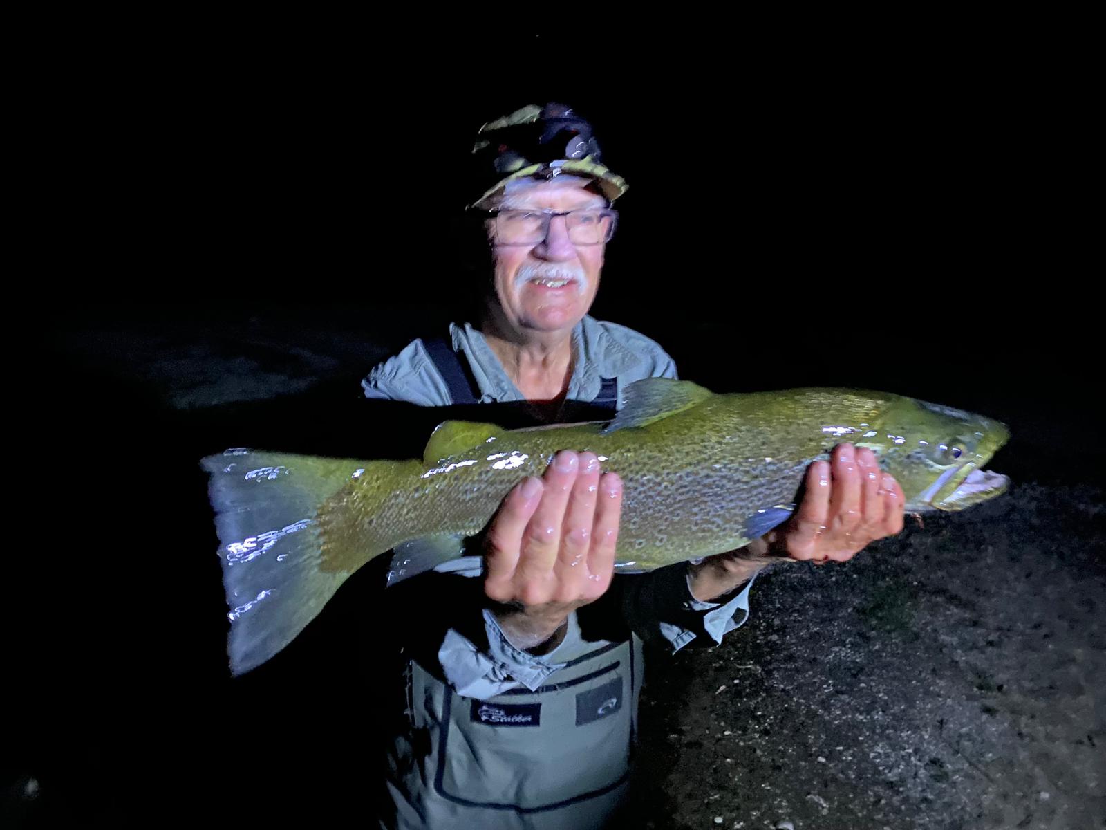 Taupo brown trout caught at stream mouths at night
