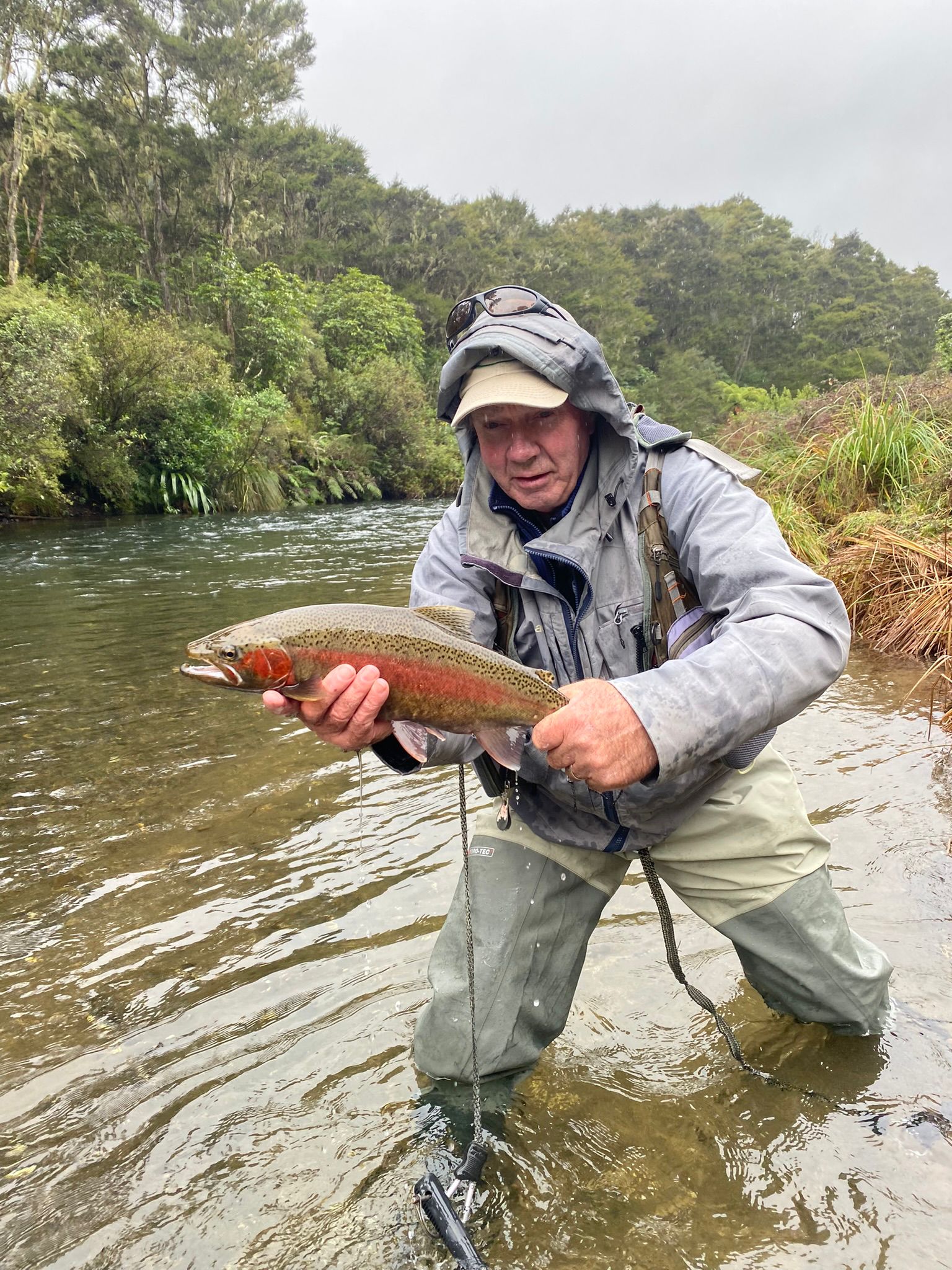 Taupo rainbow trout