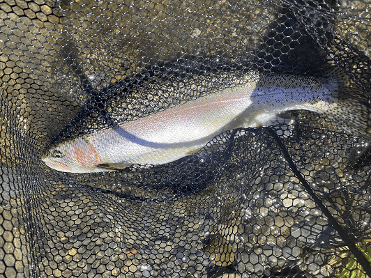 Central North Island Rivers Fishing Well