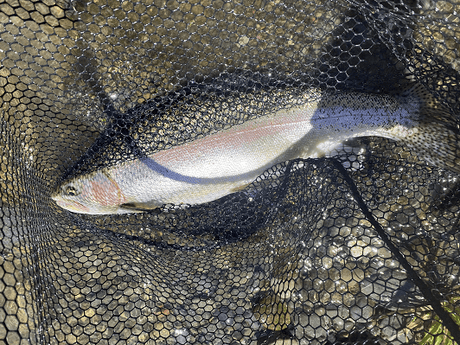Central North Island Rivers Fishing Well
