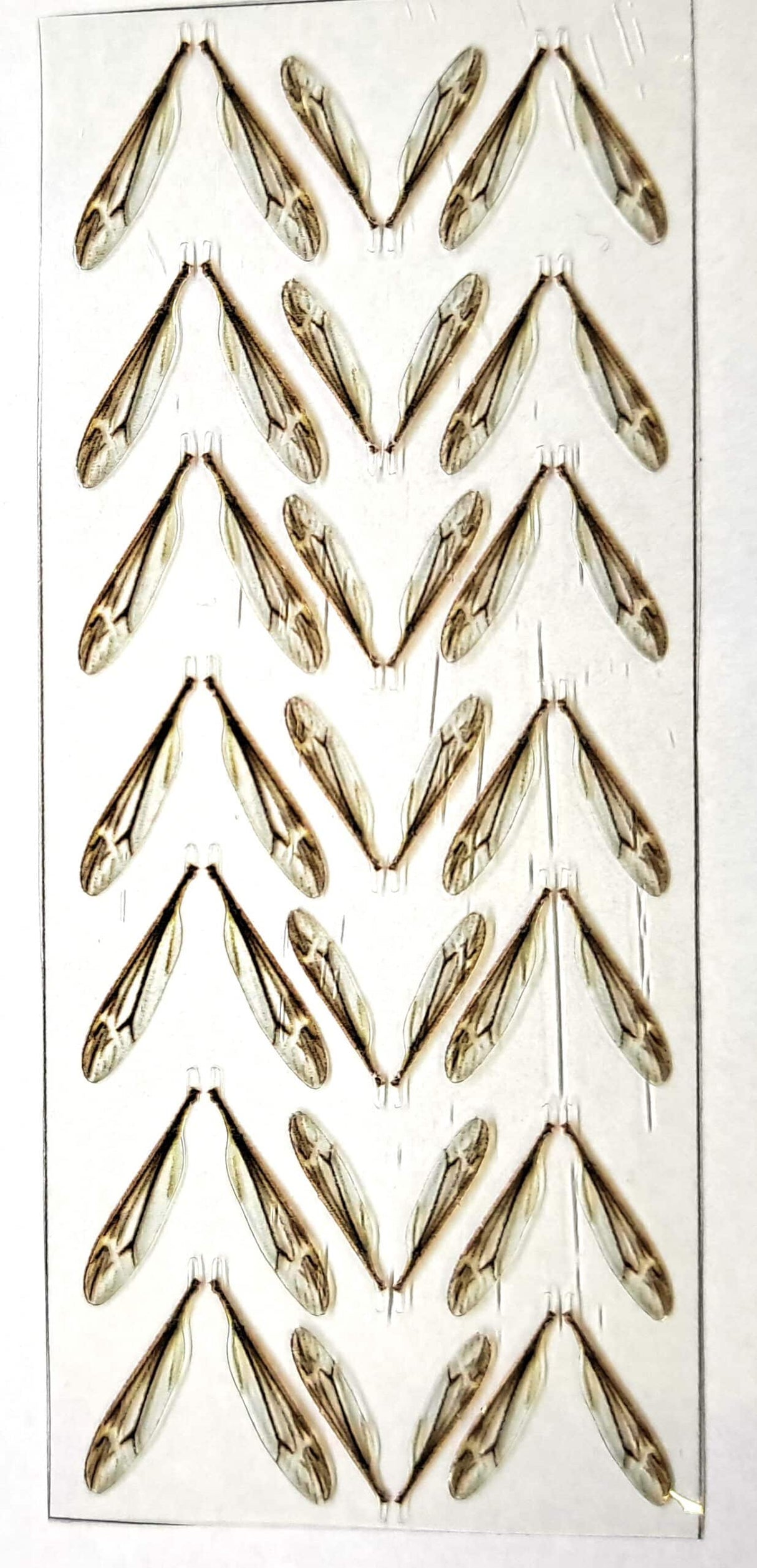 Crane Fly Wings