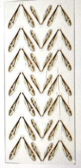 Crane Fly Wings