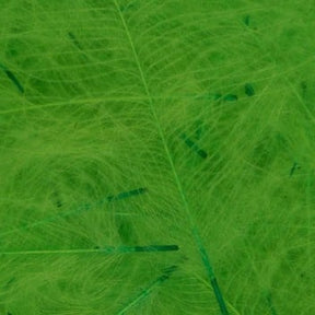 FT-FEA-VENI-CDC-GREEN