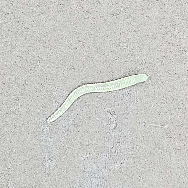 FT-LAB-EARTHWORM-GLOWW 1