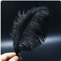Feather Ostrich Black