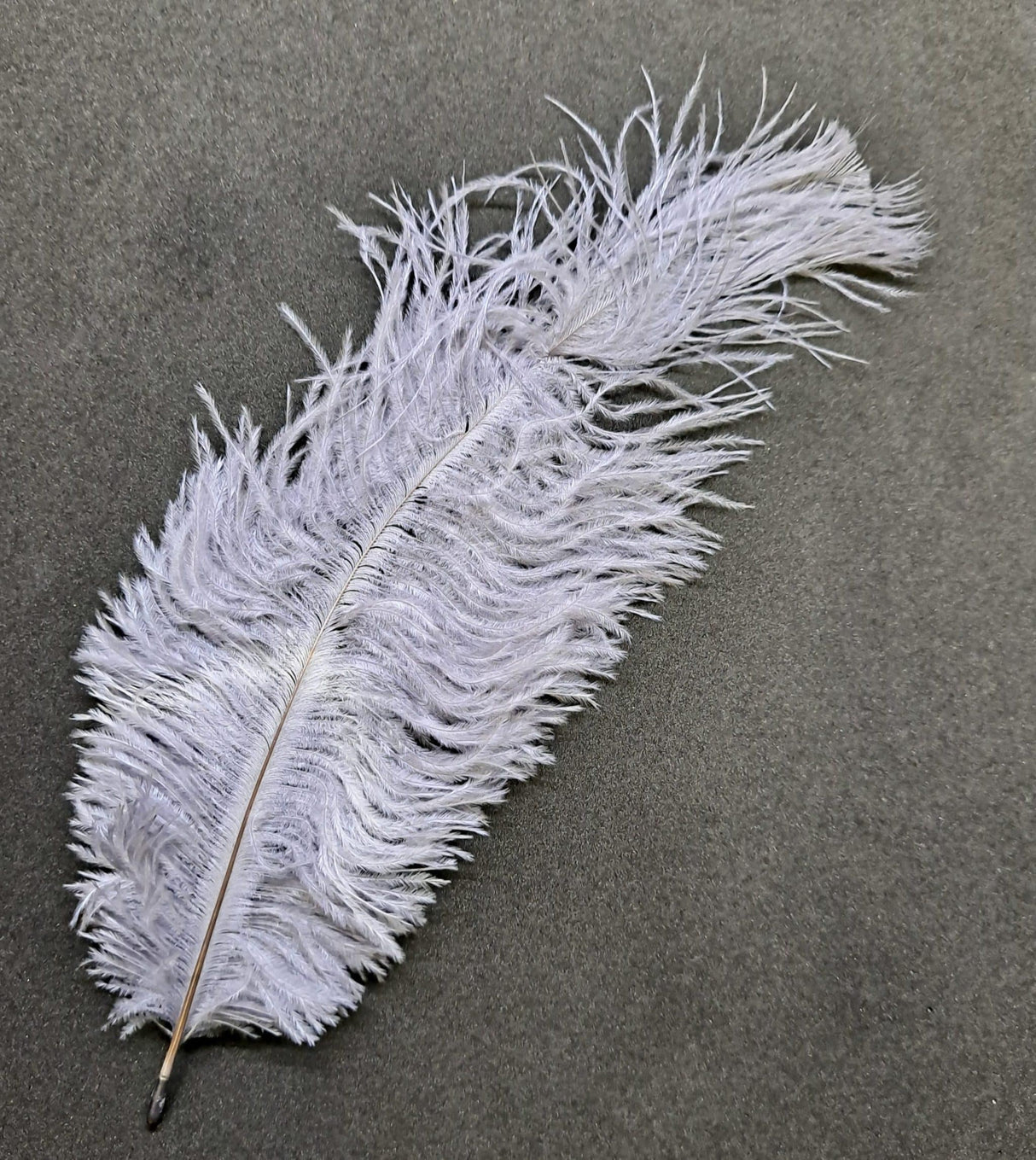 Feather Ostrich Gray