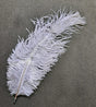 Feather Ostrich Gray