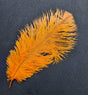 Feather Ostrich Orange