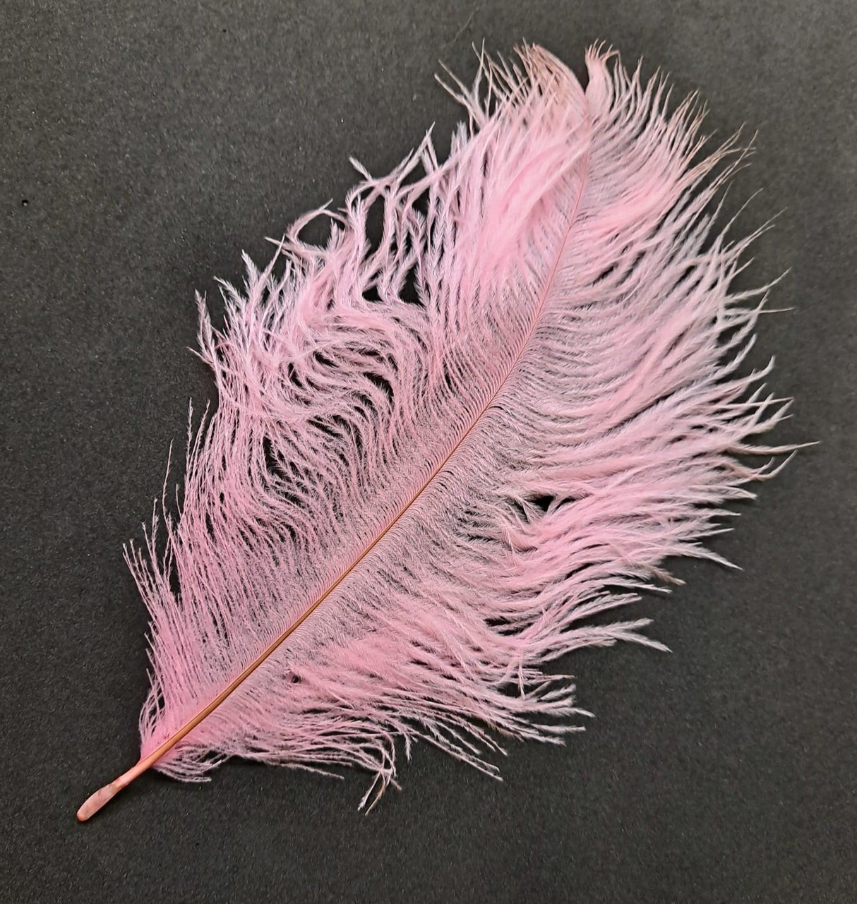 Feather Ostrich Pink