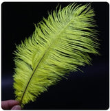 Feather Ostrich Yellow