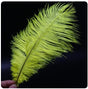 Feather Ostrich Yellow