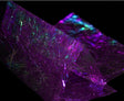 Fine Flashback & Skin - 256582 Purple