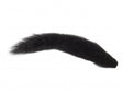 Fox Squirrel Black