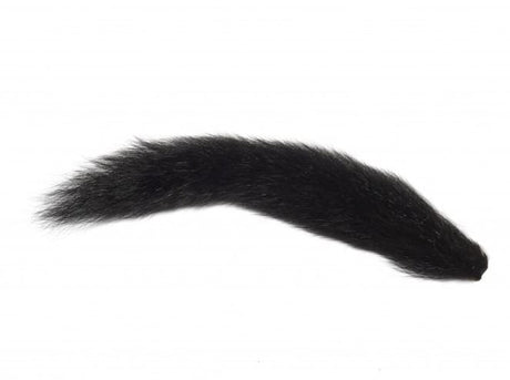 Fox Squirrel Black
